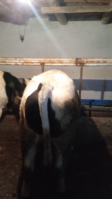 Новвослар сотилади