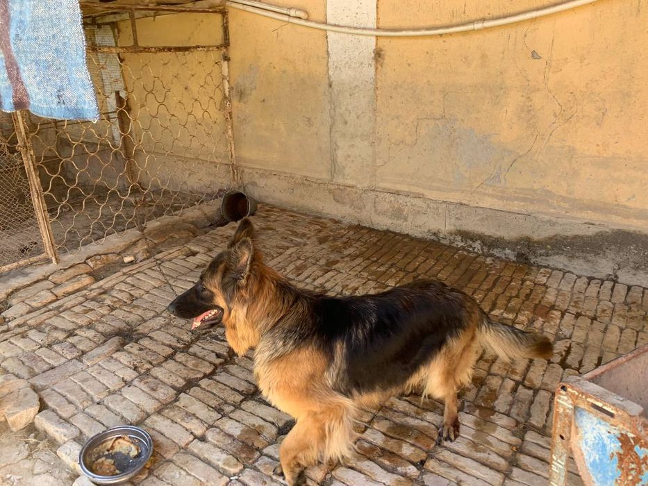 Продоется Немецкая овчарка