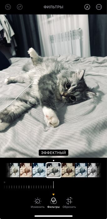 Кот ищет кошку для вязки