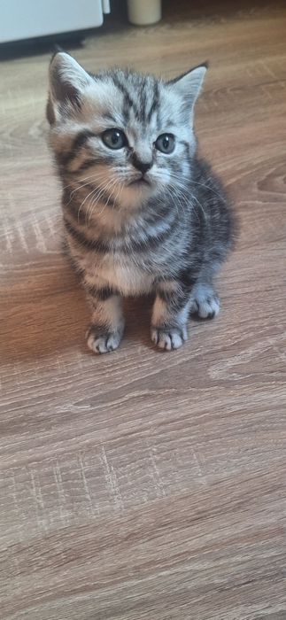 Котята шотландской породы