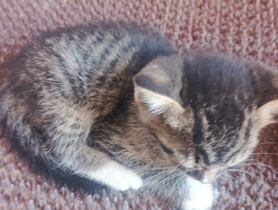 Милые котята. Милые котята
