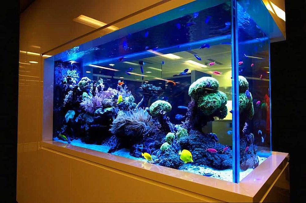 ОБСЛУЖИВАНИЕ морских аквариумов AquaStore
