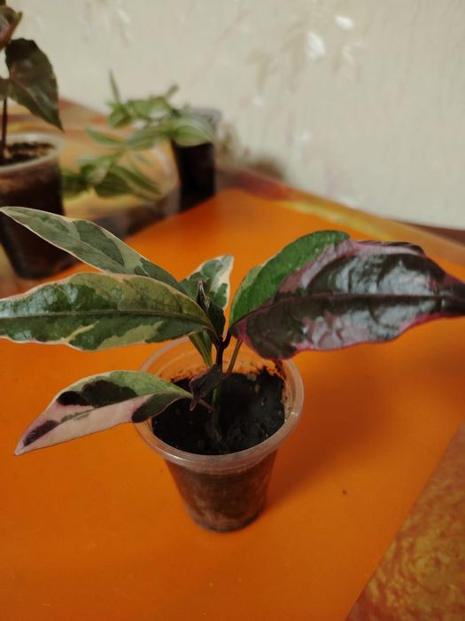 Продам комнатные цветы