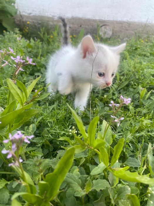 Отдам в добрые руки! г.Аксай,ЗКО