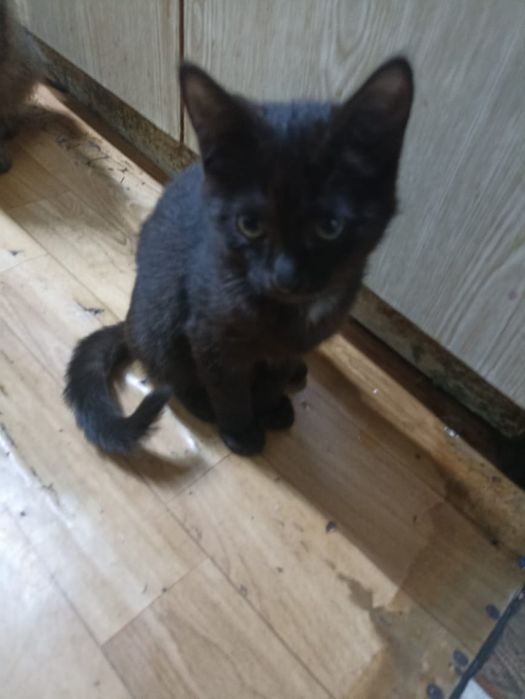 Отдам маленьких котят