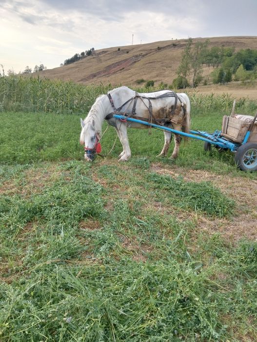 Vând cal cuminte și bland