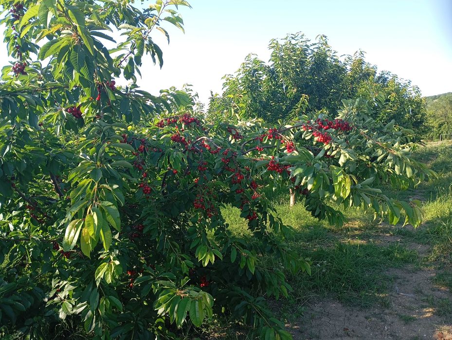 Продавам черешови градини 19 дка.