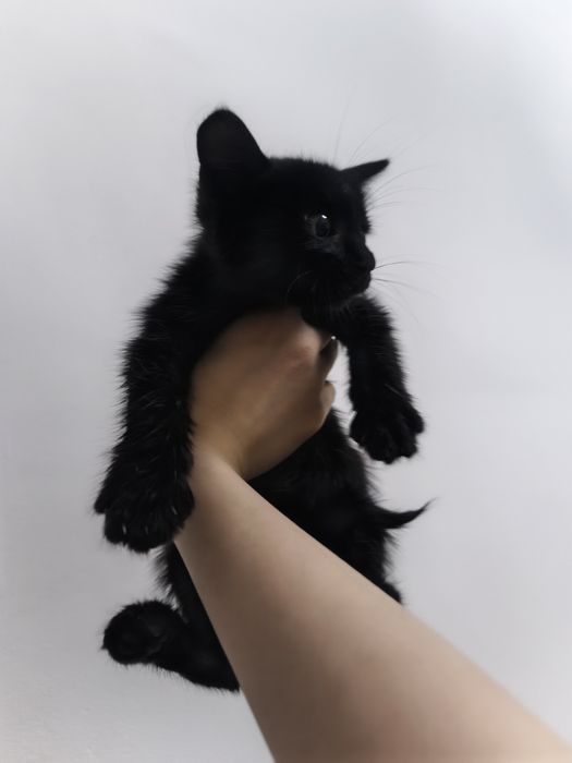 котенок черный мальчик