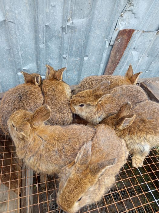 Продаётся кролики