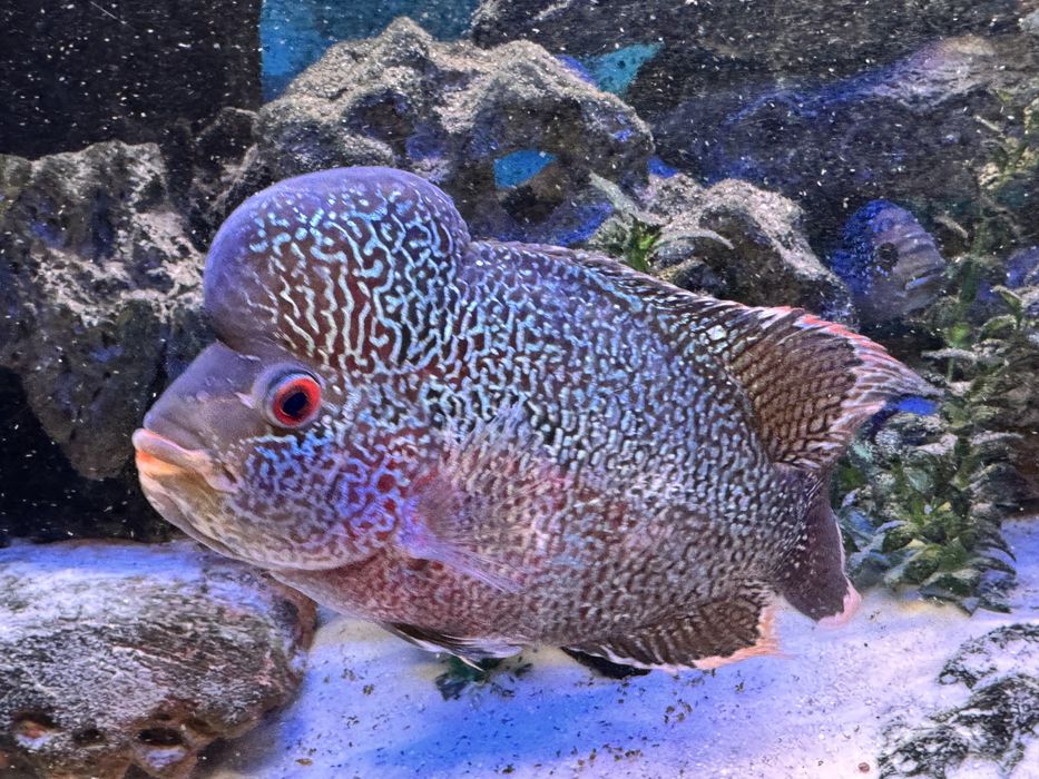 Vând peste Cichlasoma sp. big head flowerhorn