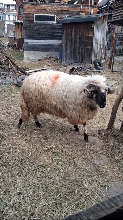 Berbec Breaz de Hațeg