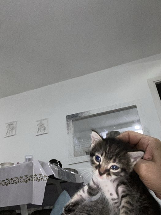 Кот котёнок кошка 2