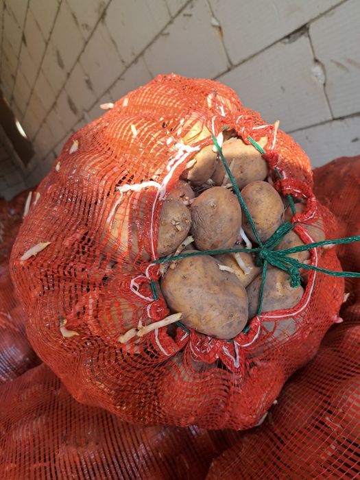 Продам корофель семейнную