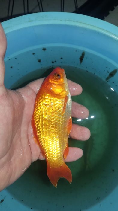 Продам камету  .