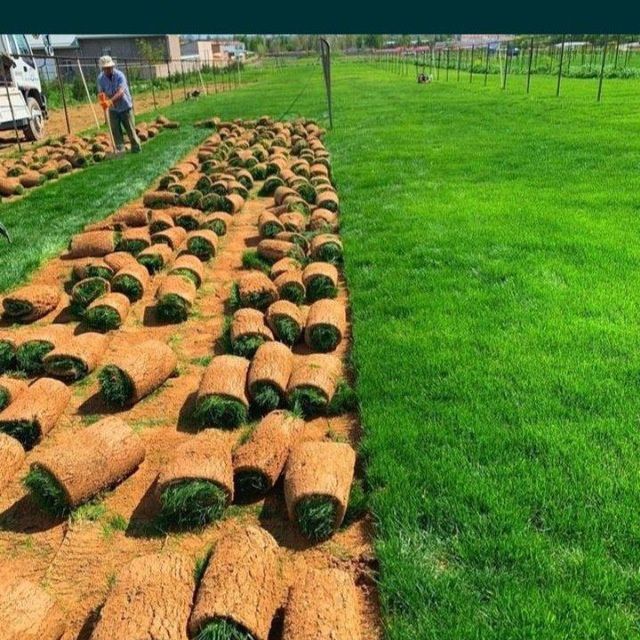 Gazon xar xil köchatla mavjut