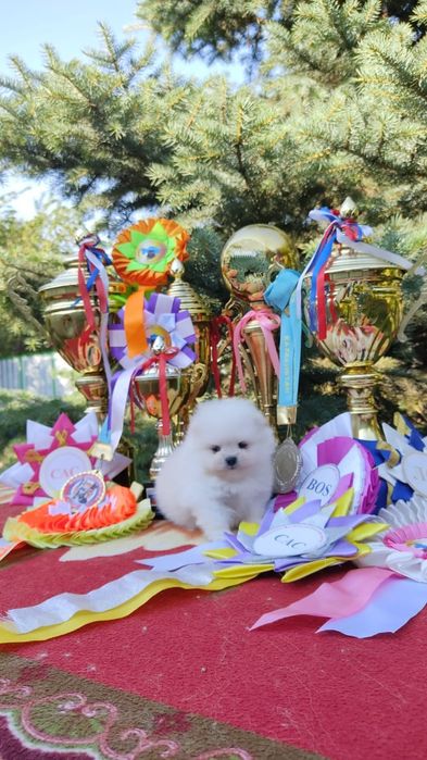 Щенки померанского шпица