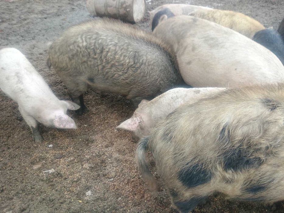 Продавам прасета