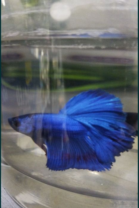 Рыбки петушки. Навои-Торайгырова