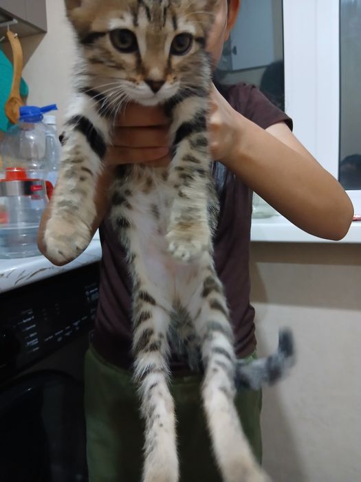 Отдам даром котёнка