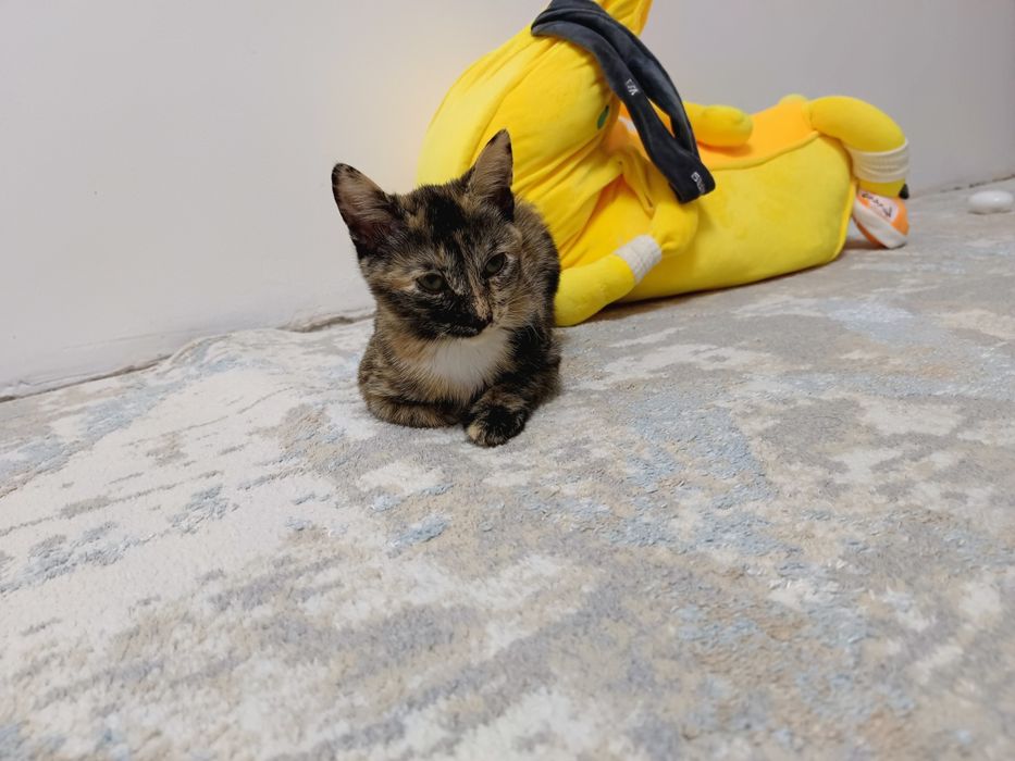 Котята бесплатно