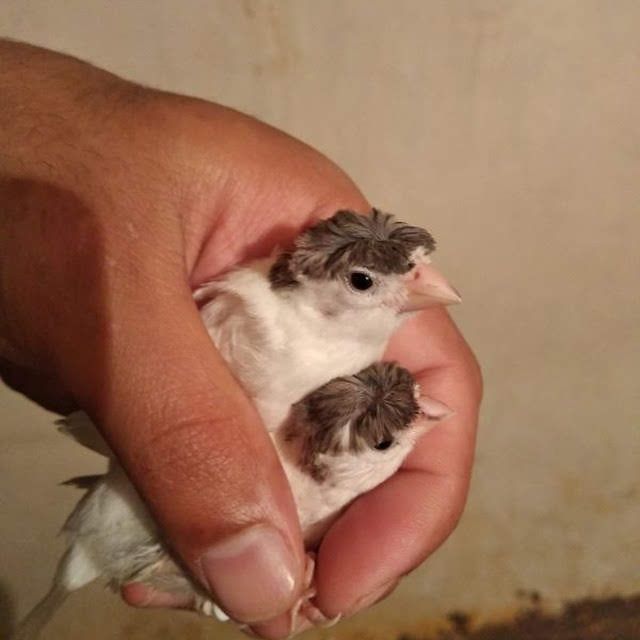 Канарейка нар сотилади.