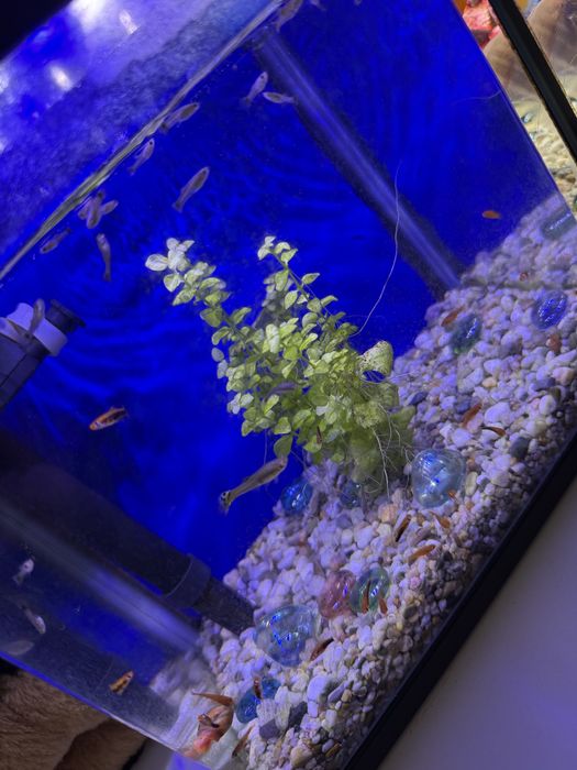 Vand acvarii urgent !!!