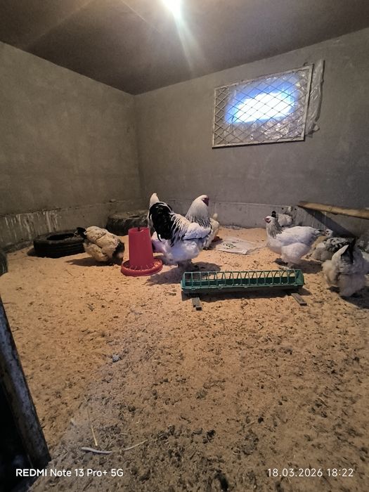 Светли брама товук тухумларни заказ оламиз