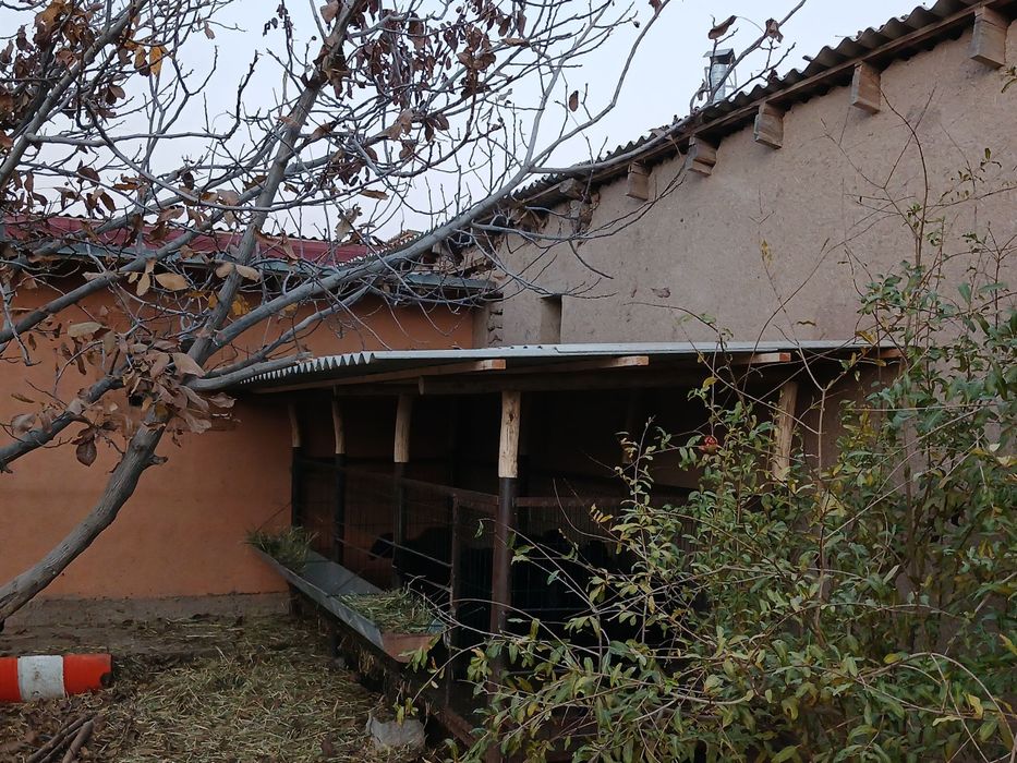 навес куй учун..