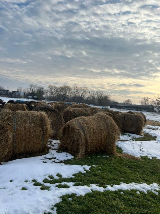 Vând fân ,lucernă
