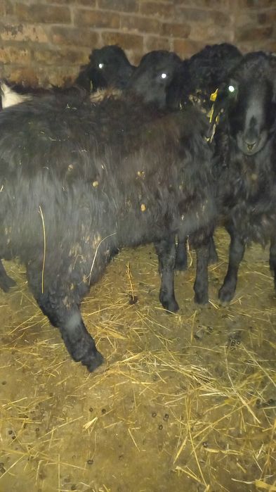 Баран кошкарик на развод