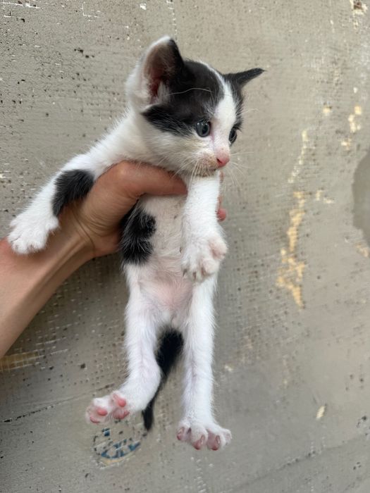 Отдам в добрые руки котят
