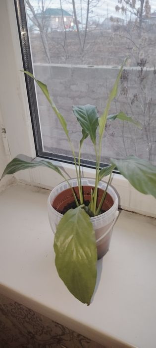 Үй гүлдері сатылады