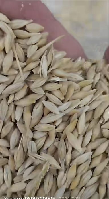 Арпа, ячмень         Арпа