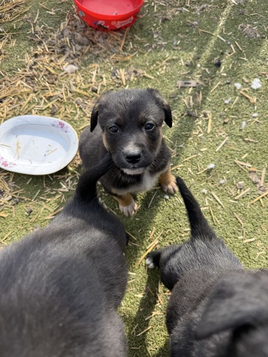 Cățeluși spre adopție