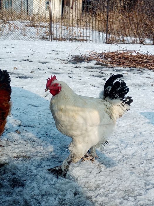 Продам молодых петухов