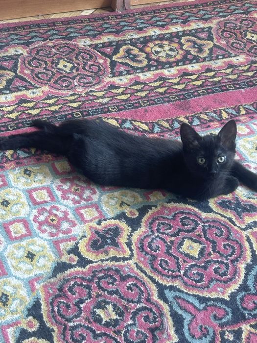 Отдам котенка в добрые руки