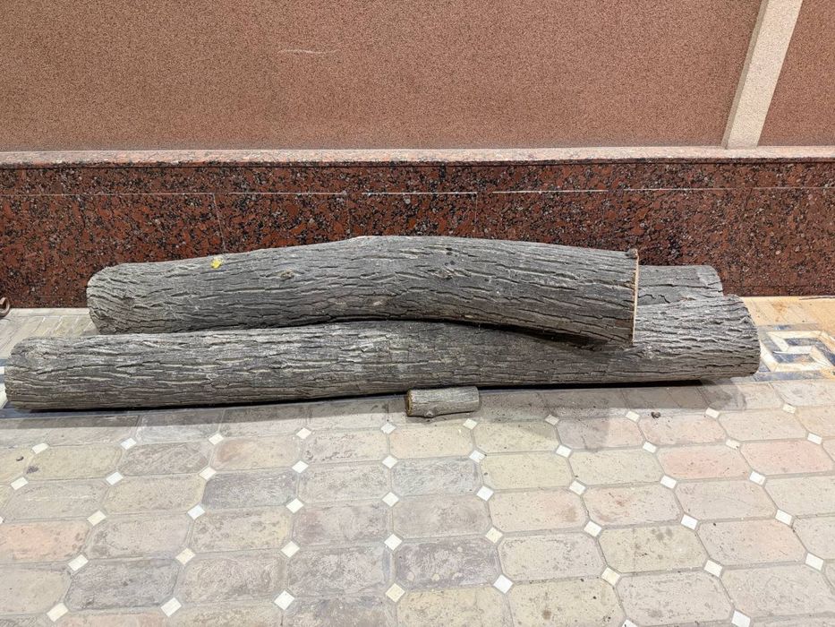 Yong’oq daraxti kesilgan tayyor