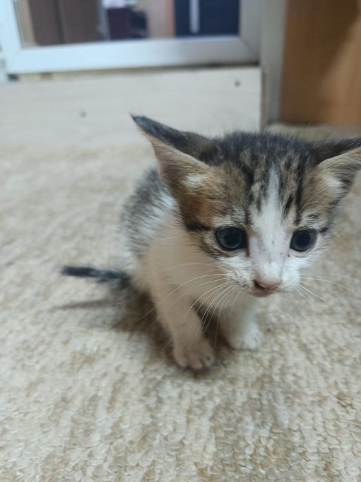 Отдам котят в добрые руки!