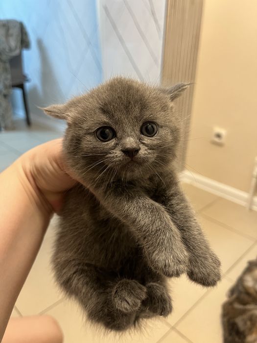 Породистые катята