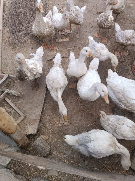 Прадаются Гуси линда