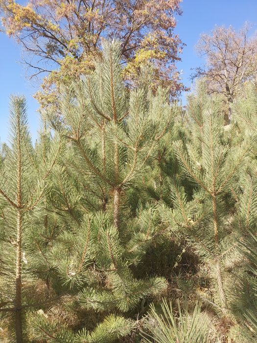 Крымская сосна — с собственного питомника, оптом