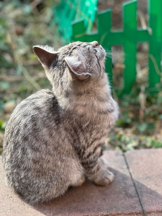 Котята ищут дом и семью