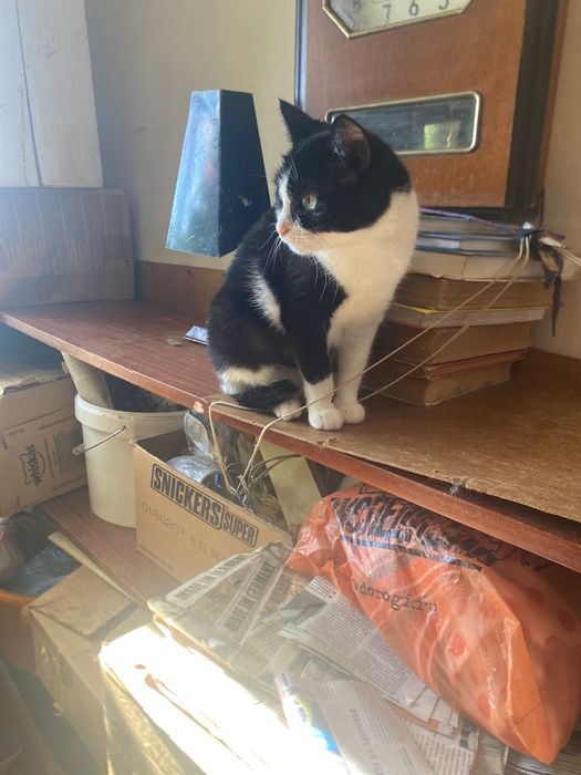 Кошка! Котик!  .