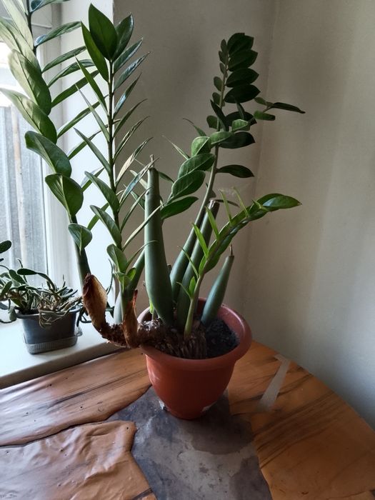 Замиокулькас растение