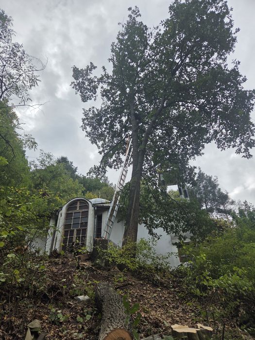 Рязане и кастрене на опасни дървета