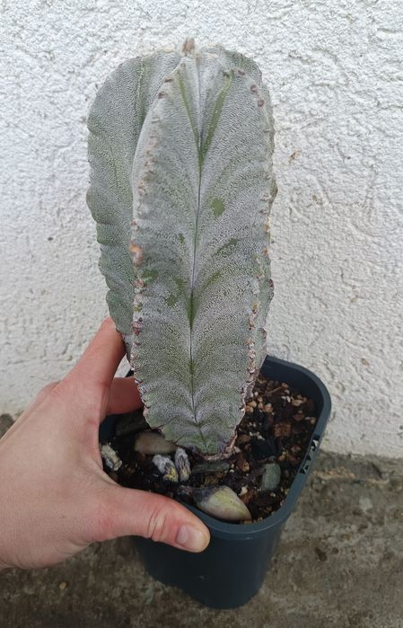 Cactuși și suculente exemplare mari