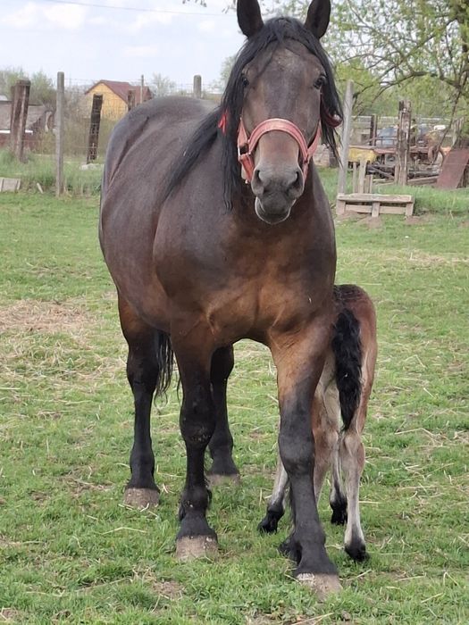 Vand iapa de 4 ani cu manza de 5 zile