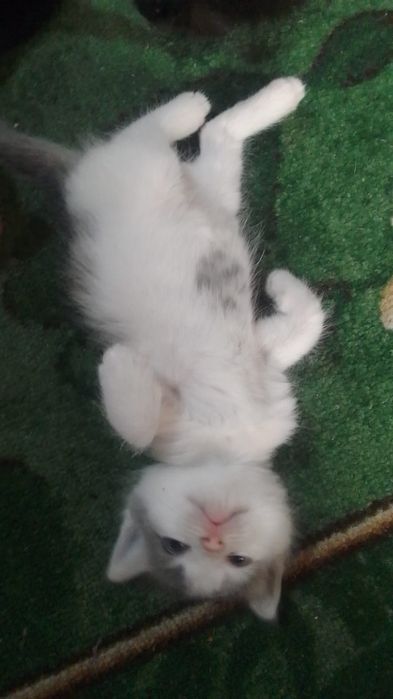 Котята 1 месяц бесплатно