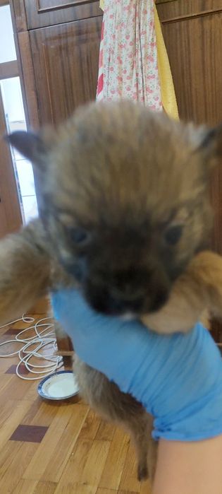 Щенки 2 девочки. 1.5 месяца