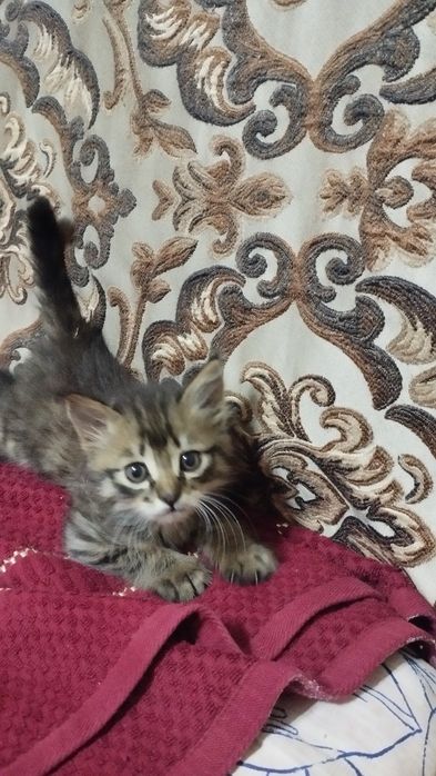 Отдам даром котенка